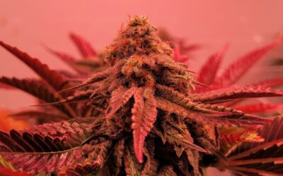 The Fall Harvest is here at Mass Wellspring! This week’s Strain of the Week is our brand new batch of LSD! This strong hybrid is great for any autumn activity! From apple picking or pumpkin carving or even just cooking up a storm in the kitchen, this flower will make any activity just a little more exciting! Come in and try it today! #grassachusetts #masswellspring #medicine #medicinalherbs #newstrain #fallvibes #newenglandfall #newengland #acton