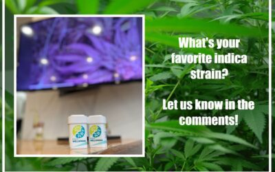 Cozy Vibes only! Snuggle up with a blanket, a good movie, your favorite Mass Wellspring strain and relax! What your favorite indica? Let us know in the comments! #masswellspring #grassachusetts #actonma #massachusetts #Medicinal #local #netflixandchill #cozyvibes